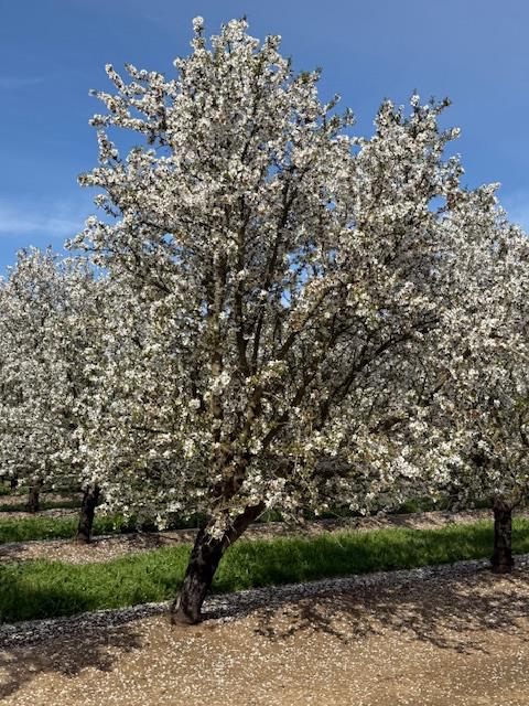 18413 Sycamore Avenue Patterson, CA 95363 - Photo 96 of 98