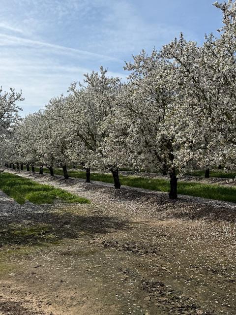 18413 Sycamore Avenue Patterson, CA 95363 - Photo 97 of 98