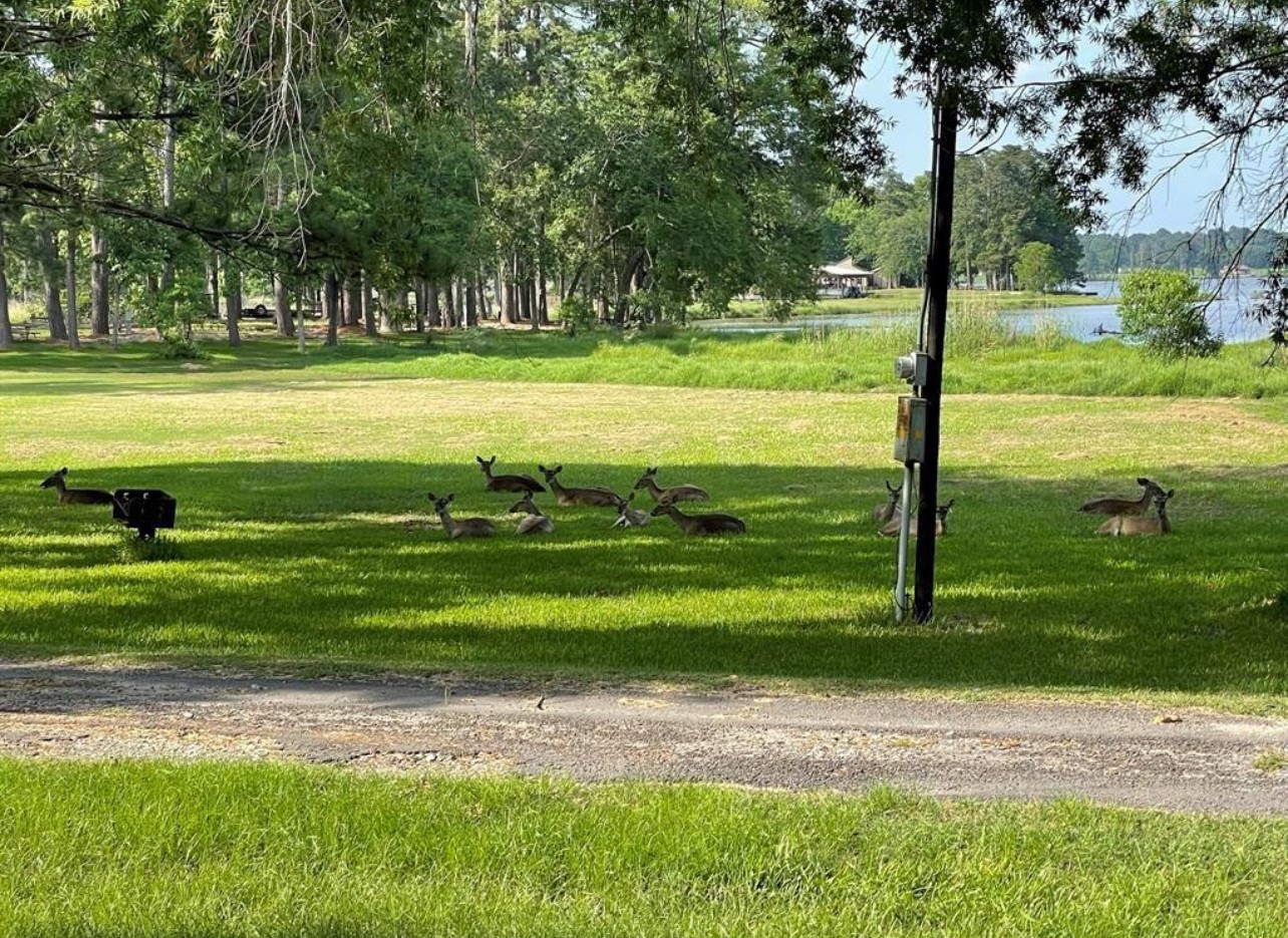 0 Fairway Drive Trinity, TX 75862 - Photo 6 of 8