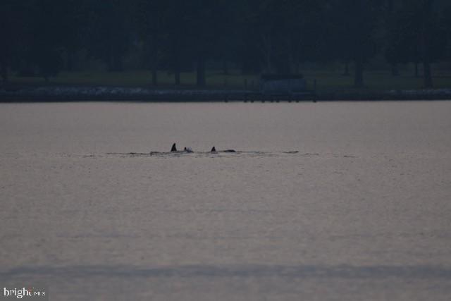 26238 St Michaels Road Easton, MD 21601 - Photo 85 of 92 DOLPHIN VIEWING FROM THE DOCK