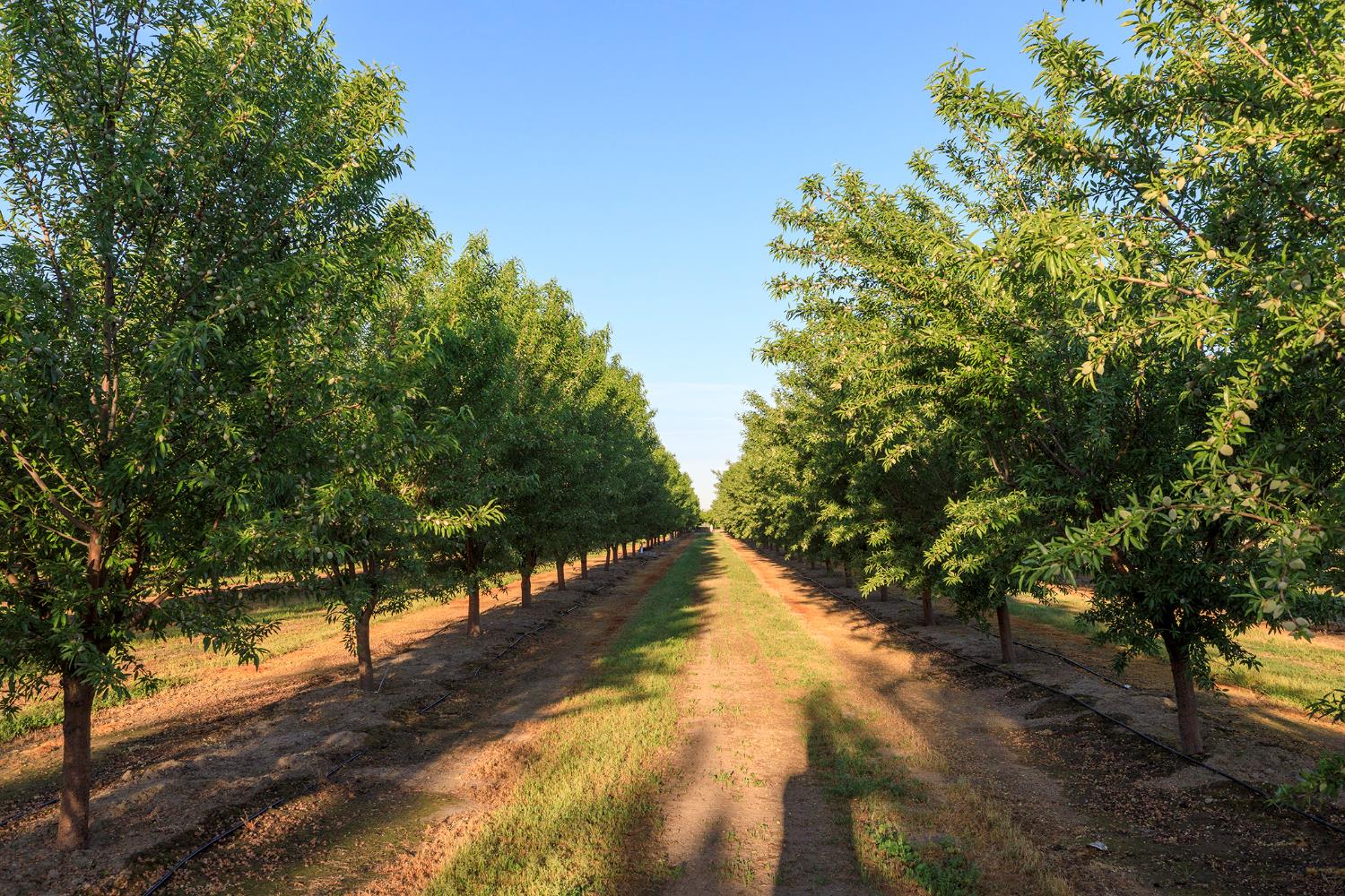 0 Faith Home Road Ceres, CA 95307 - Photo 11 of 12 a view of a yard with a tree
