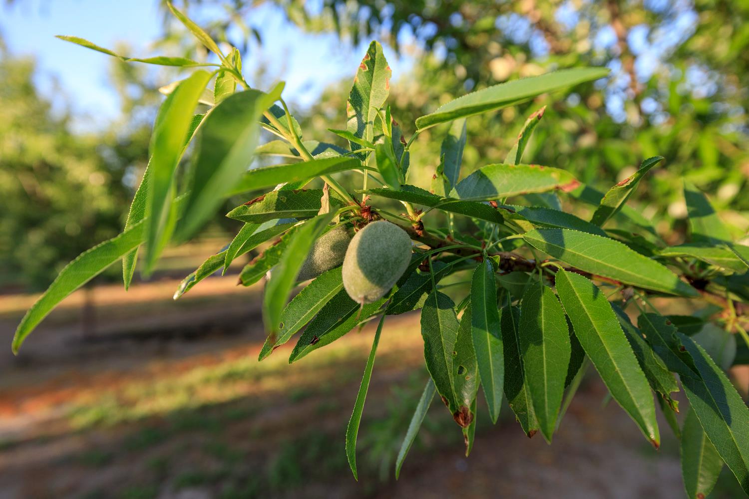 0 Faith Home Road Ceres, CA 95307 - Photo 12 of 12 a view of banana tree