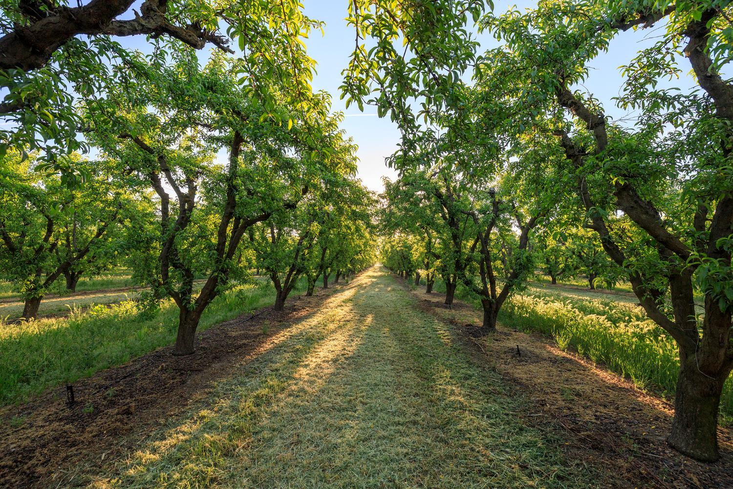 0 Faith Home Road Ceres, CA 95307 - Photo 9 of 12 a view of yard