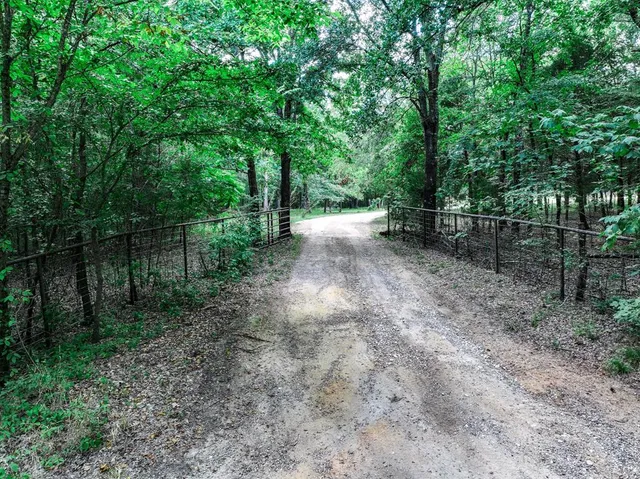 a view of a forest with trees in the background