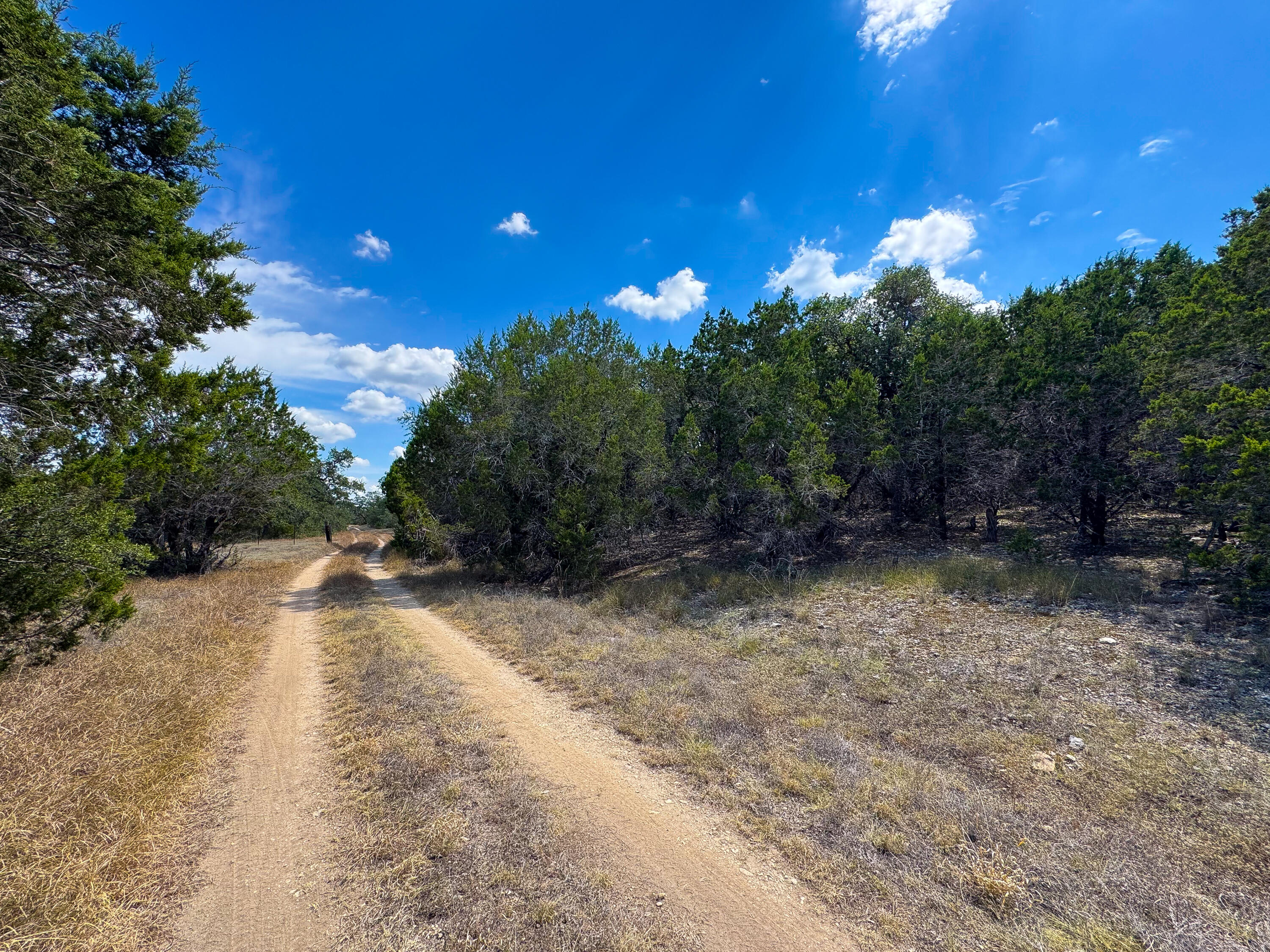 2775 Rust Spring Branch, TX 78070 - Photo 19 of 41 a view of a yard with plants and a trees
