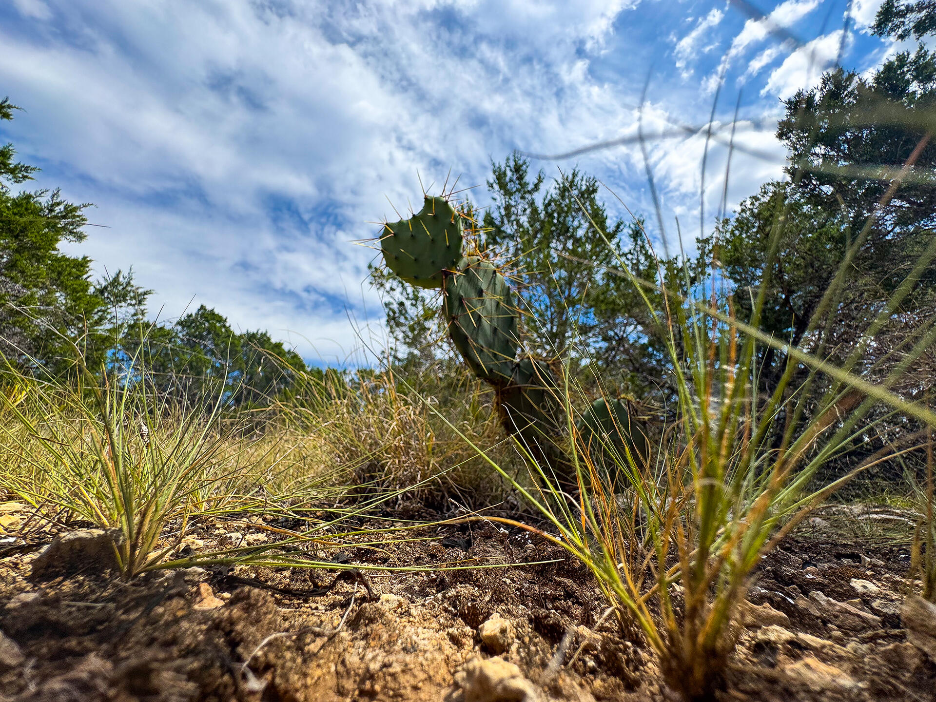 2775 Rust Spring Branch, TX 78070 - Photo 35 of 41 a close up of a plant in a garden