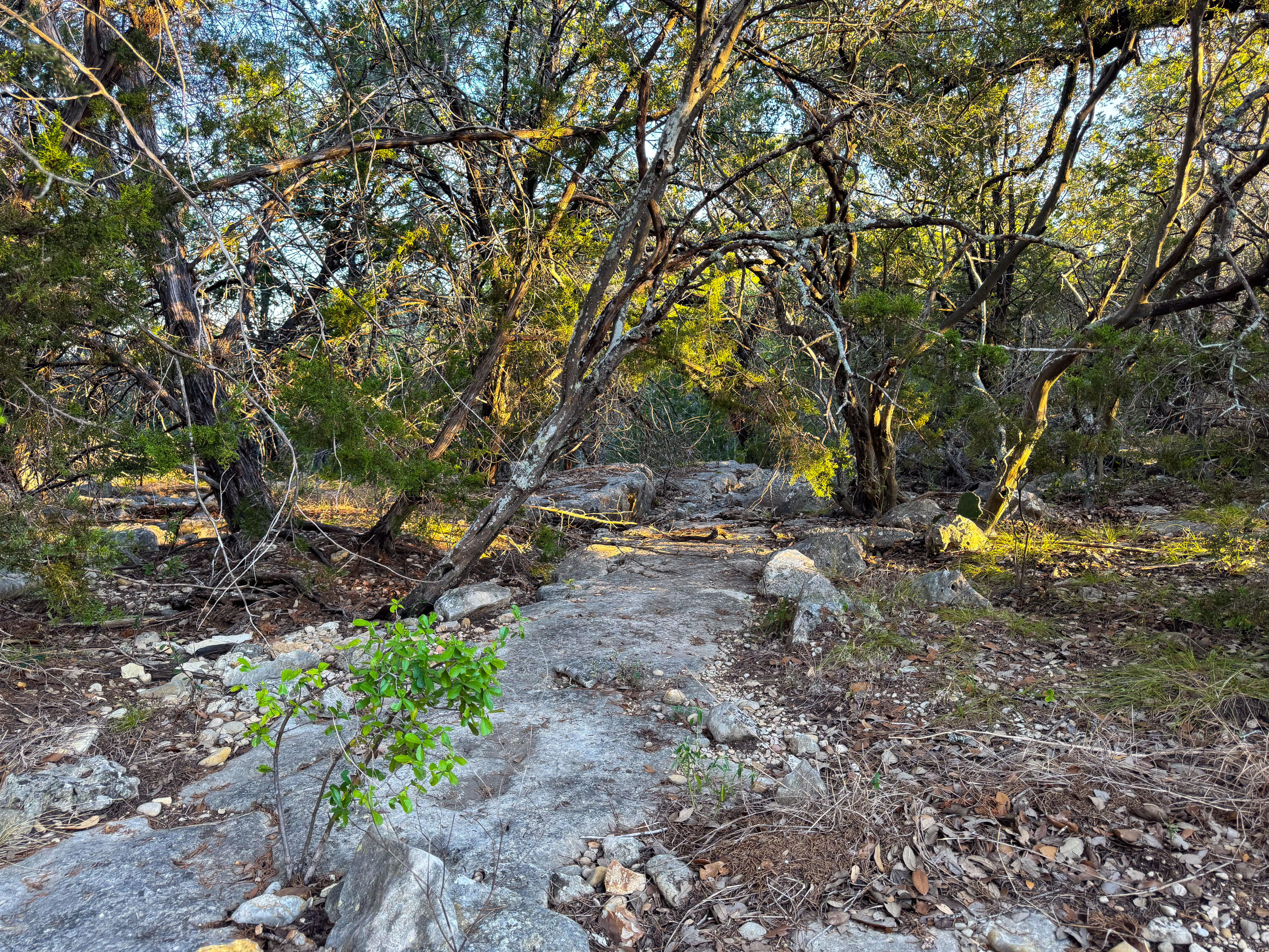 2775 Rust Spring Branch, TX 78070 - Photo 41 of 41 a view of a tree with a yard