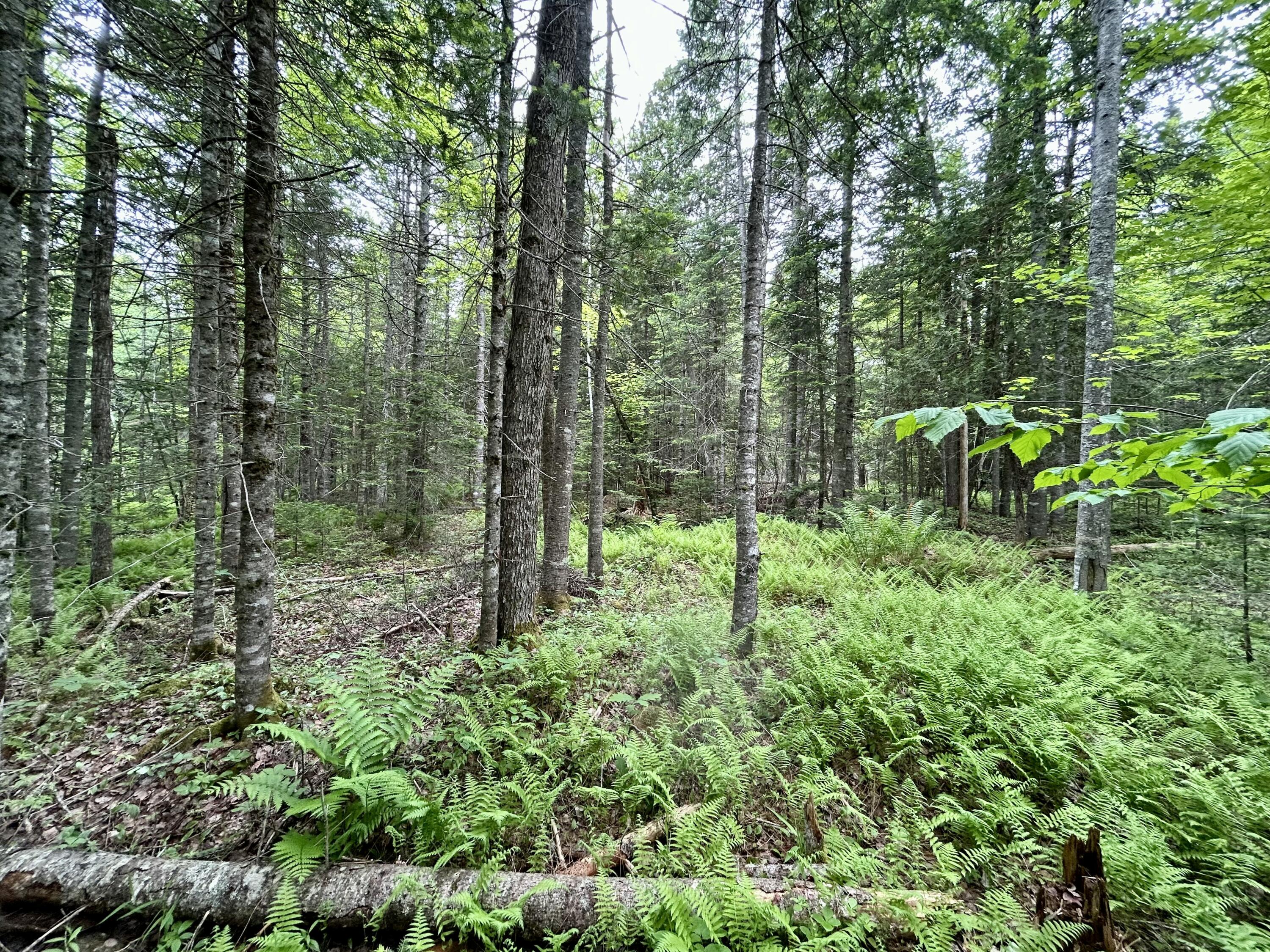 M5-l27-3 Marks Road Albion, ME 04910 - Photo 9 of 13 IMG_4989