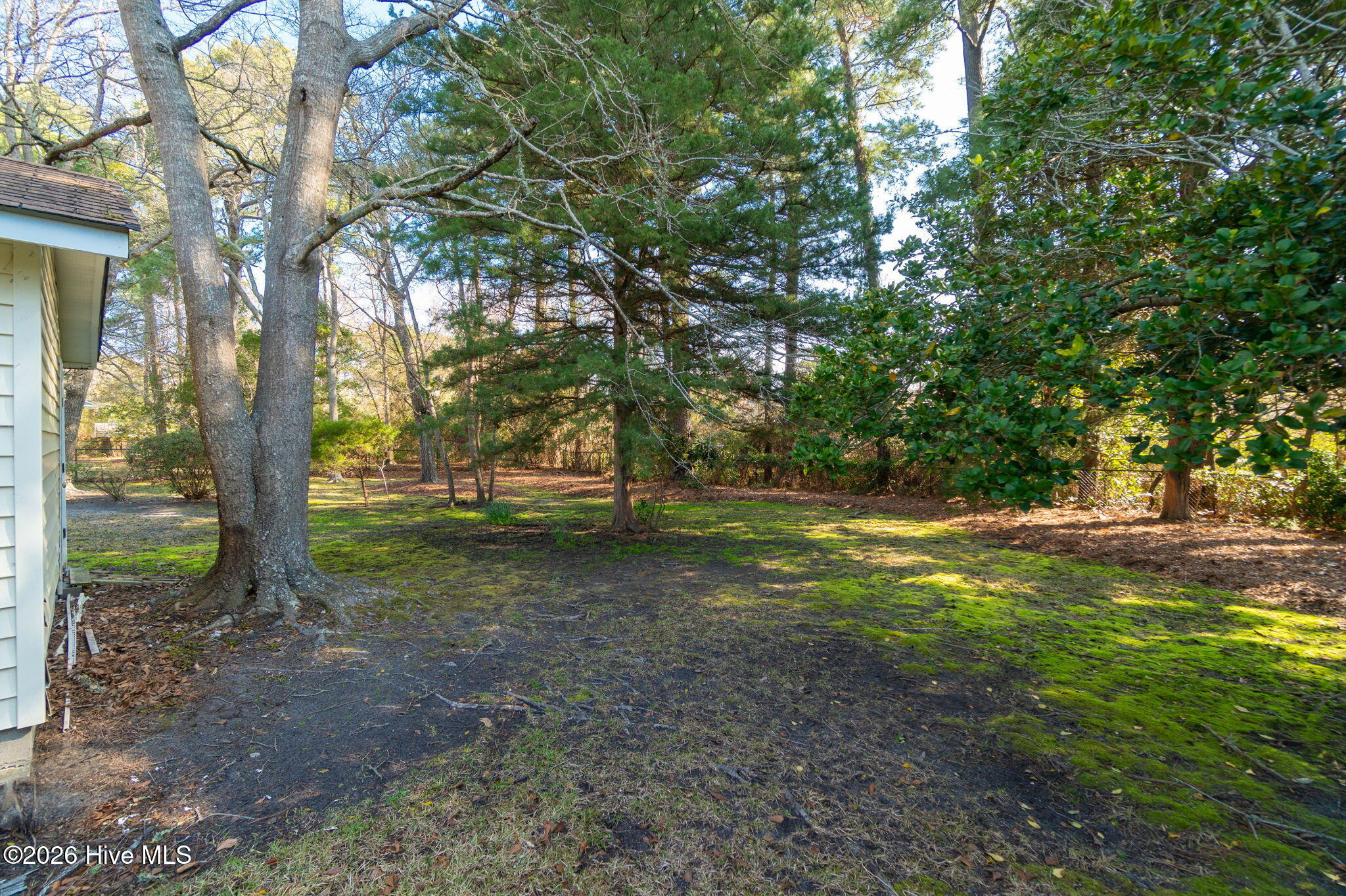 175 Cedar Lane Newport, NC 28570 - Photo 18 of 30 backyard 2 trees