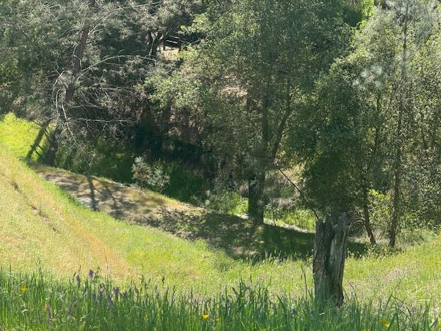 4319 Tomahawk Trail Copperopolis, CA 95228 - Photo 5 of 10 a backyard of a house with a yard and large trees