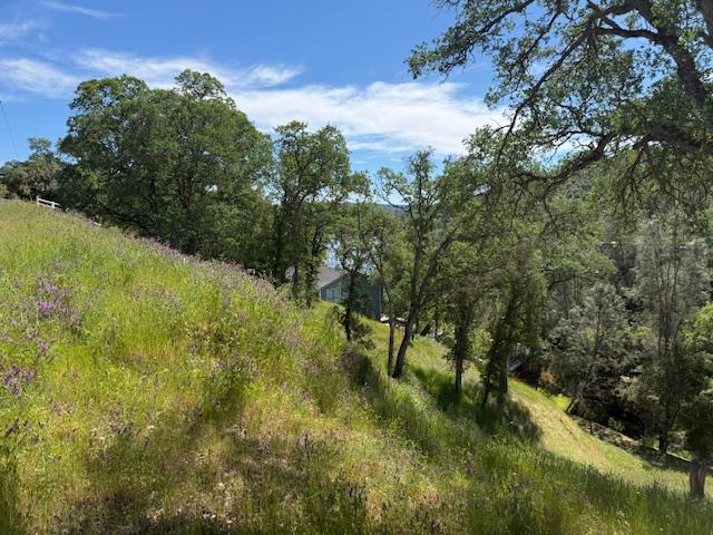 4319 Tomahawk Trail Copperopolis, CA 95228 - Photo 6 of 10 a view of a forest with a tree