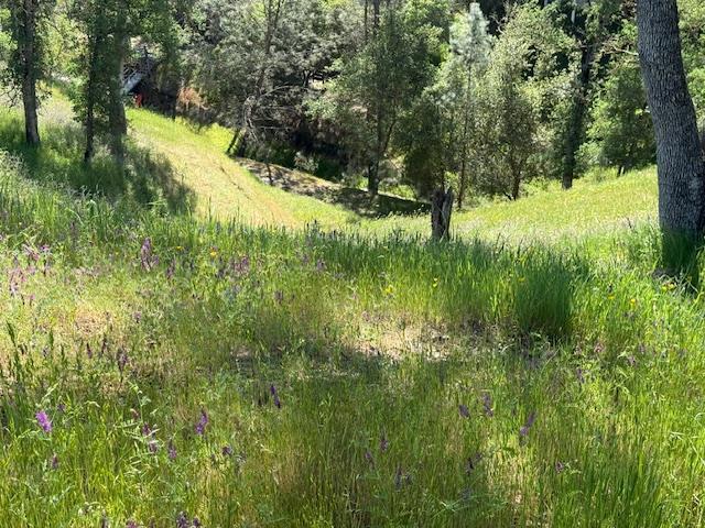 4319 Tomahawk Trail Copperopolis, CA 95228 - Photo 9 of 10 a view of outdoor space and yard