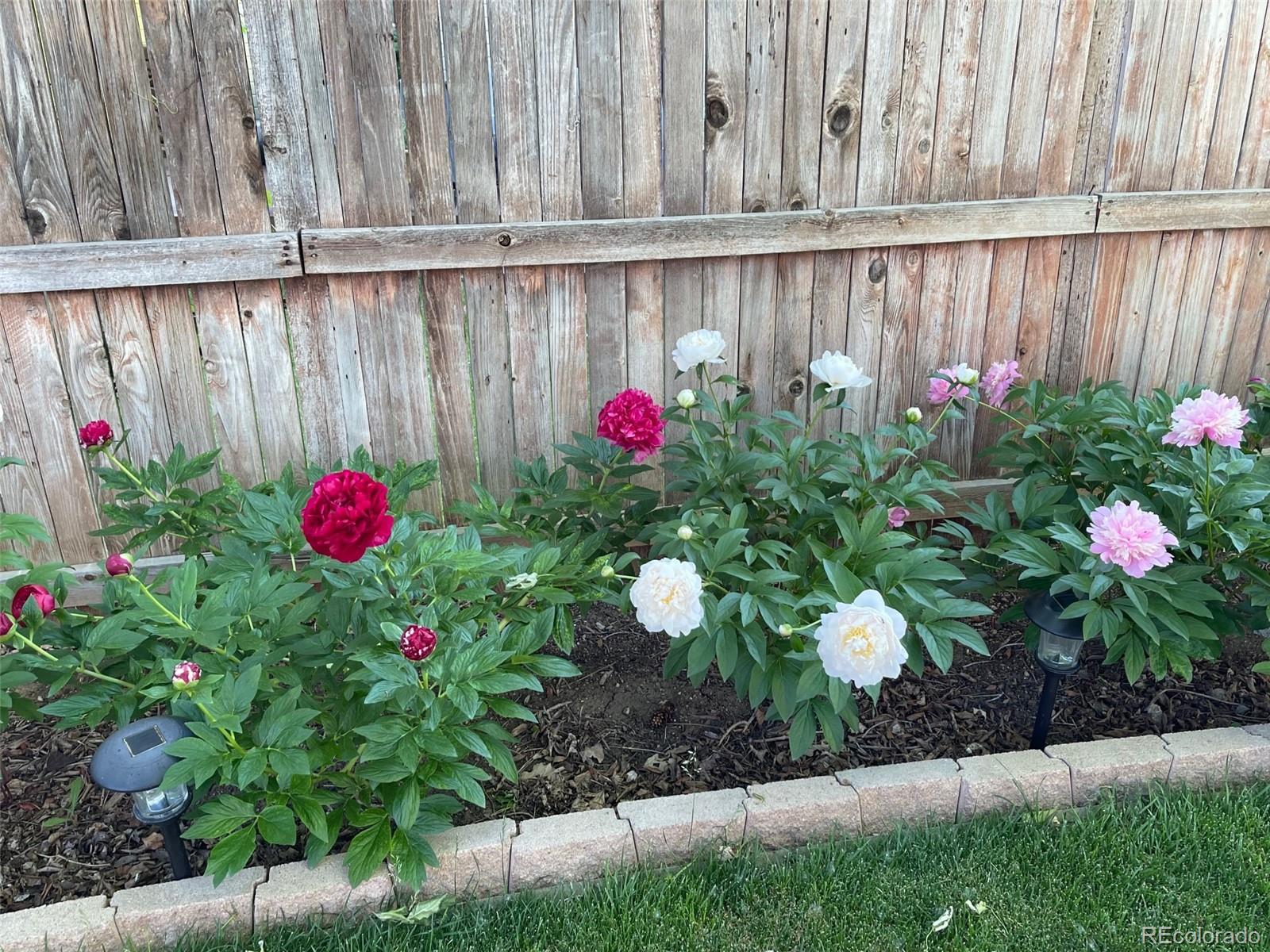 9164 Bitterweed Court Highlands Ranch, CO 80126 - Photo 22 of 27 a view of yard with flowers