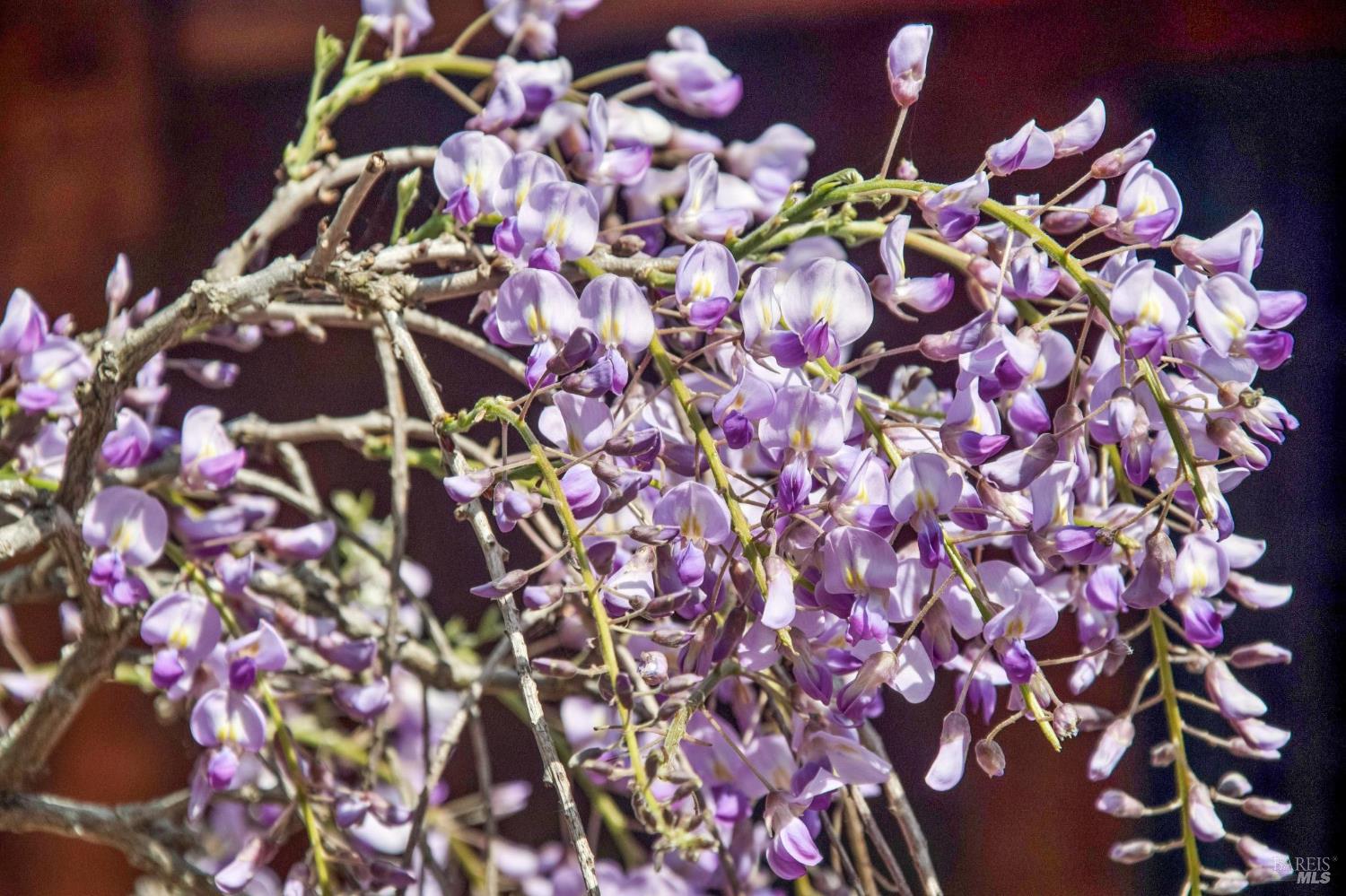 9 Portola Avenue Point Reyes Station, CA 94956 - Photo 48 of 55