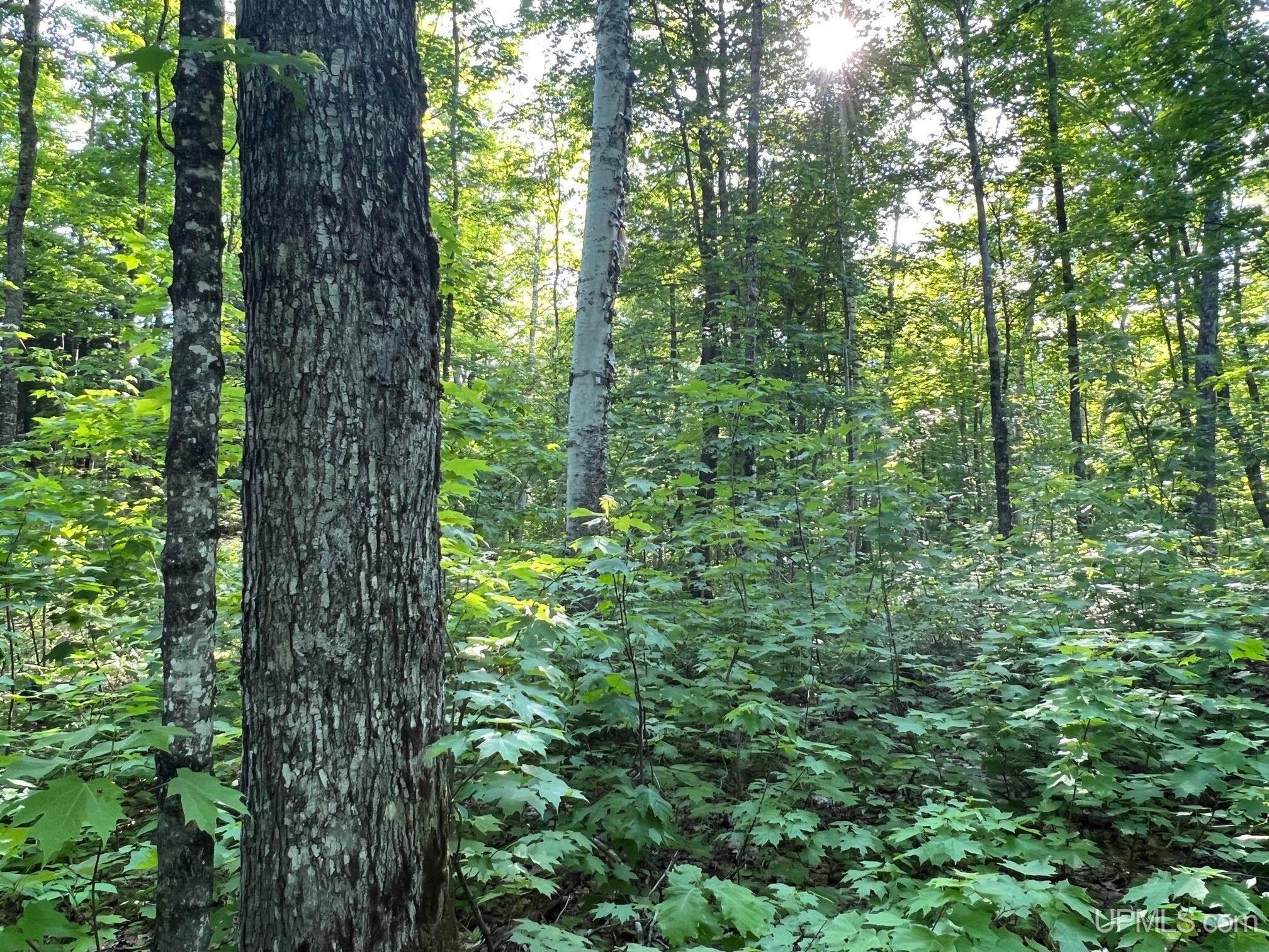 Tbd359 Tbd359 Aaa Road Big Bay, MI 49808 - Photo 6 of 36