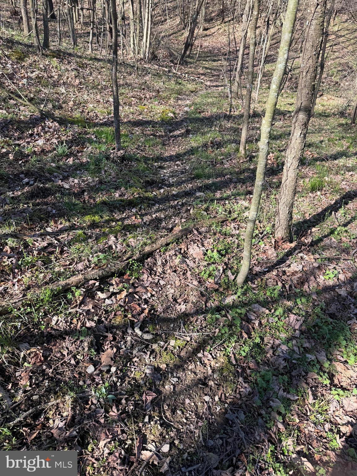 129-acres Black Hollow Road Schellsburg, PA 15559 - Photo 60 of 72 a view of a yard with plants and wooden fence