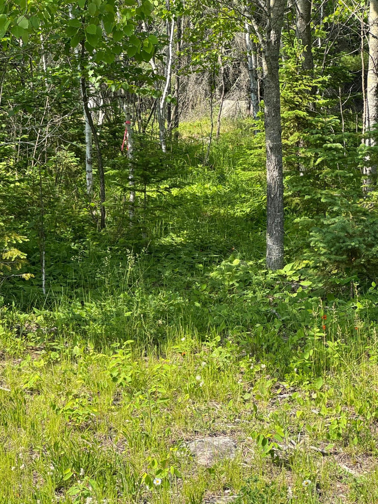 Xx3.64 Gamma Road Kabetogama, MN 56669 - Photo 9 of 19