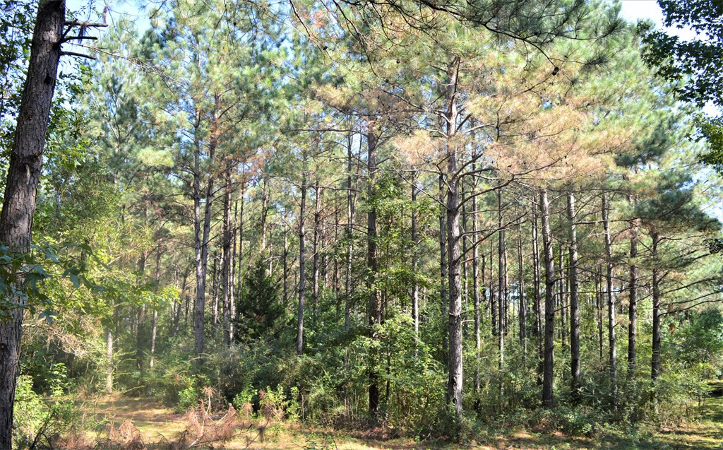... Chester Reeves Road McComb, MS 39648 - Photo 17 of 17 Photo 17