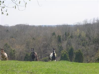 735 Mountain Island Road Corinth, KY 41010 - Photo 3 of 14 Photo 3