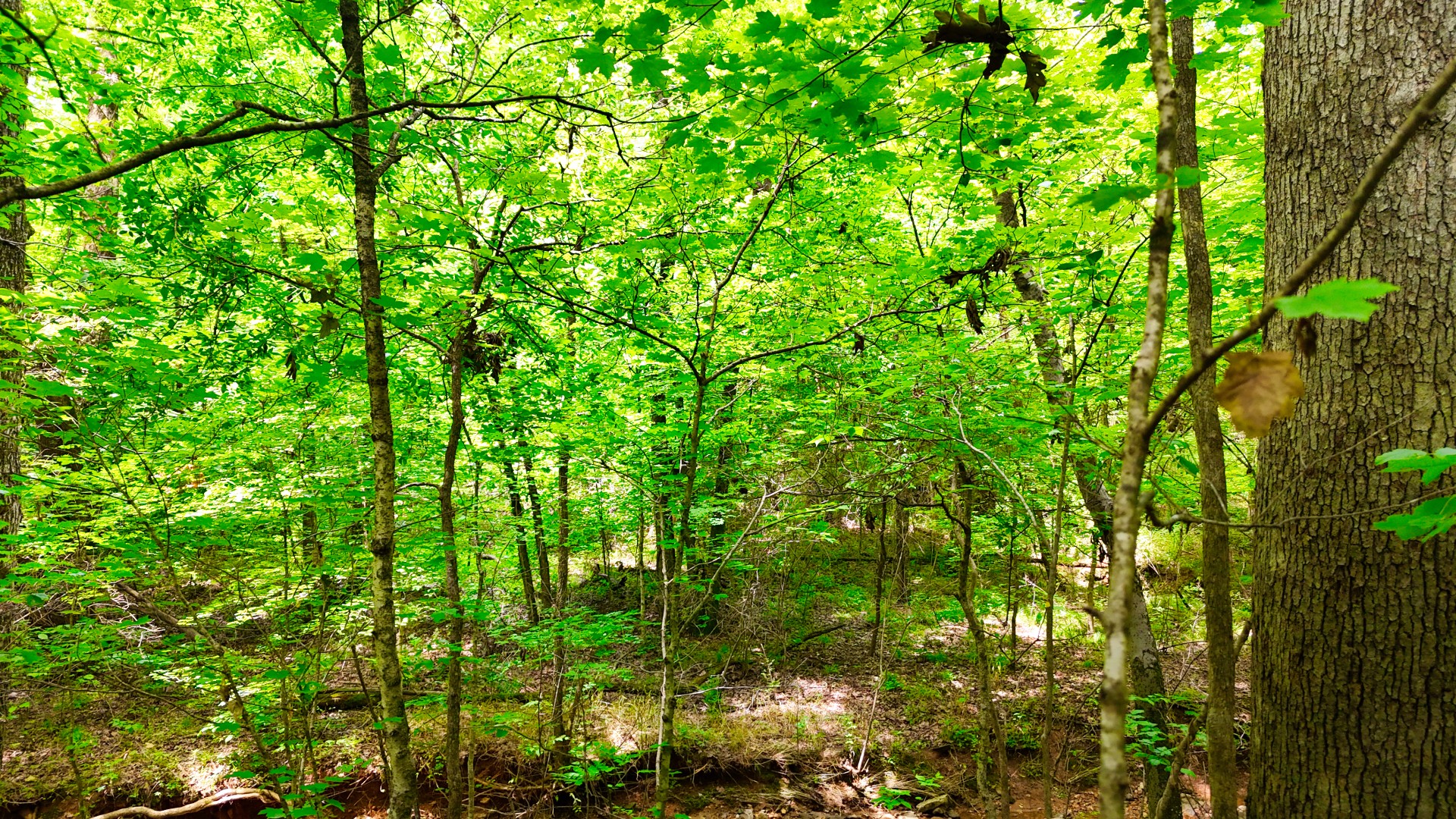 1 Dean Road Clarksville, TN 37040 - Photo 8 of 12 a view of a lush green forest