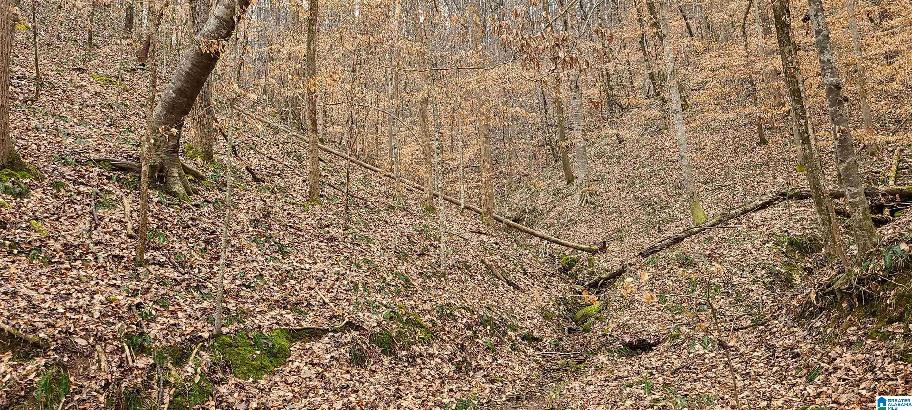 0 Wolf Creek Road Carbon Hill, AL 35549 - Photo 22 of 29