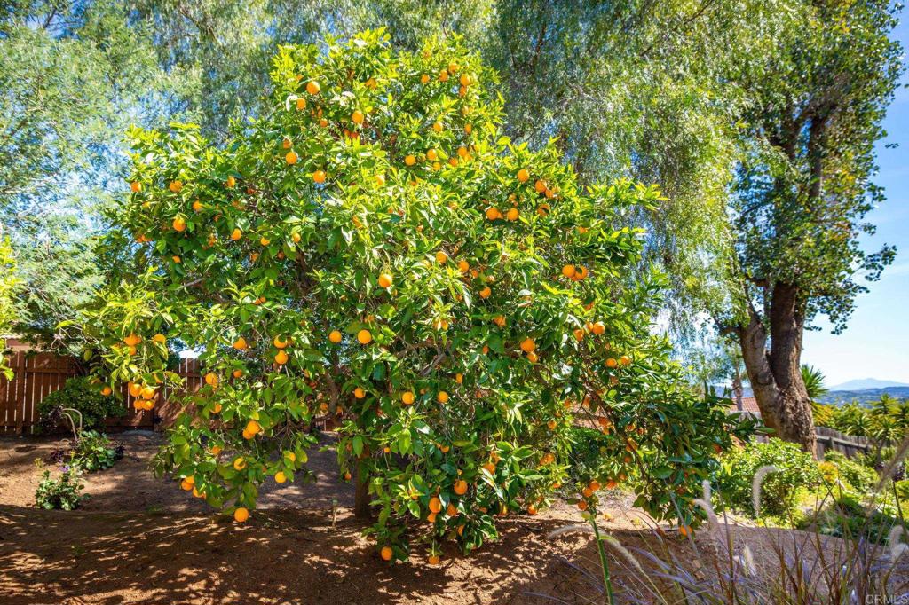 1402 Rimrock Drive Escondido, CA 92027 - Photo 16 of 69 a backyard of a house with lots of green space