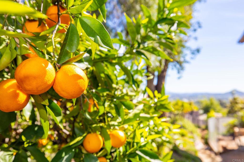 1402 Rimrock Drive Escondido, CA 92027 - Photo 20 of 69 a view of a flower in a garden