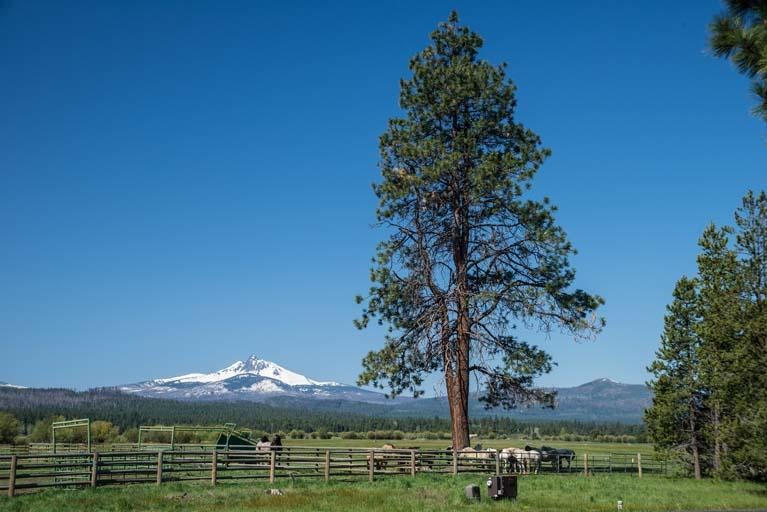 13759 Partridge Foot, Unit RR76 Black Butte Ranch, OR 97759 - Photo 23 of 31 View from the Horse Stables