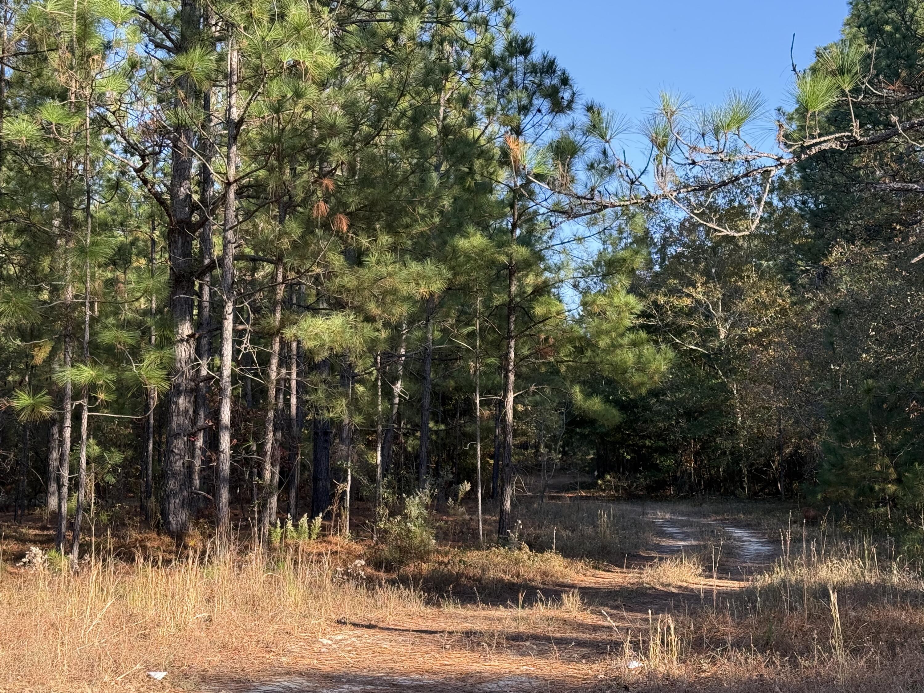 11.5-acres State Park Road Windsor, SC 29856 - Photo 10 of 10