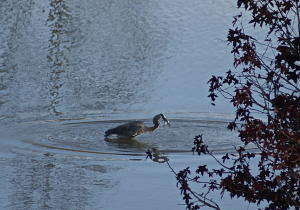 211-212 Reuben Ridge Road Rockwood, TN 37854 - Photo 30 of 32 Blueherons