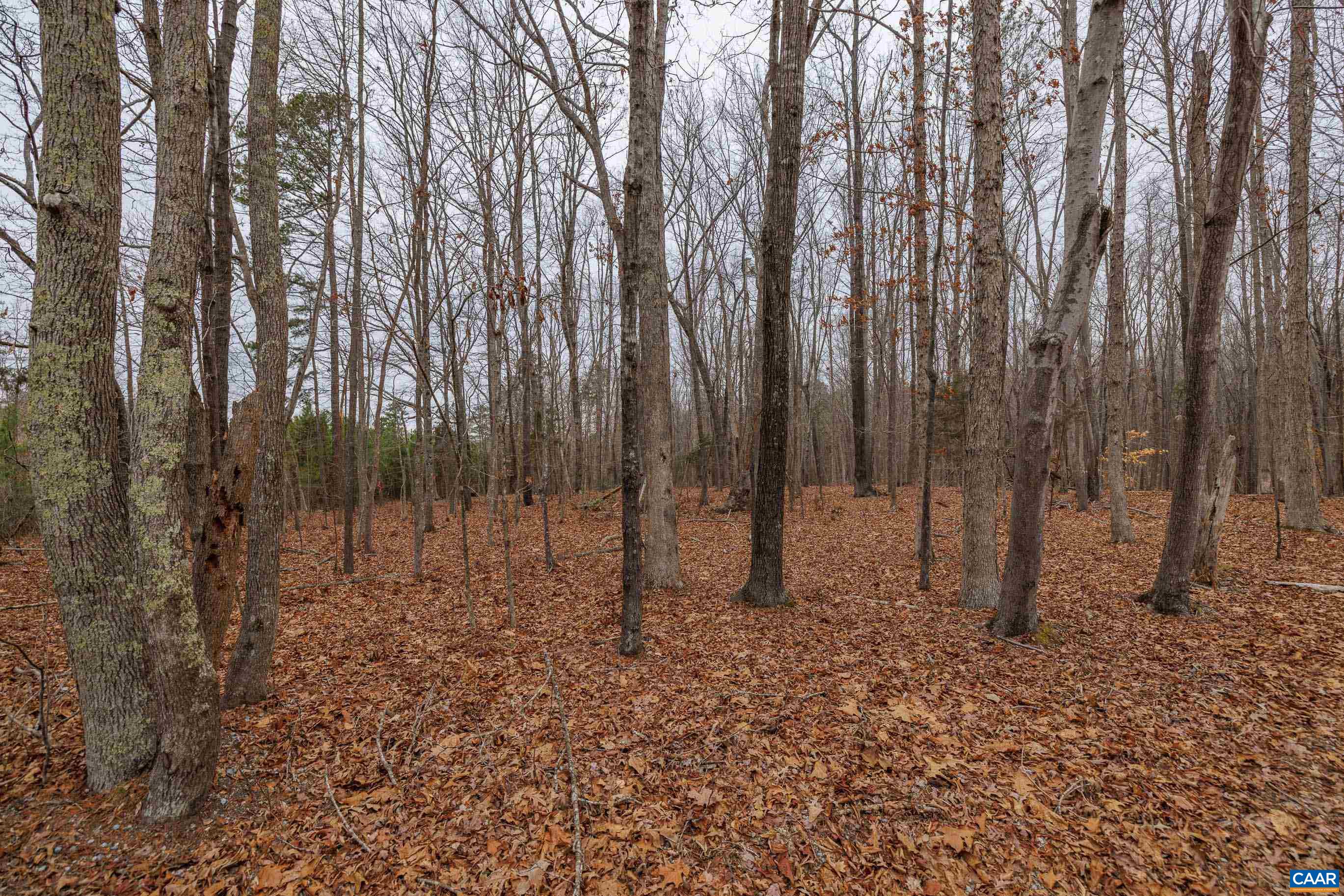 Lot 3 Piney Green Road Crewe, VA 23930 - Photo 25 of 32 a view of outdoor space with lots of trees