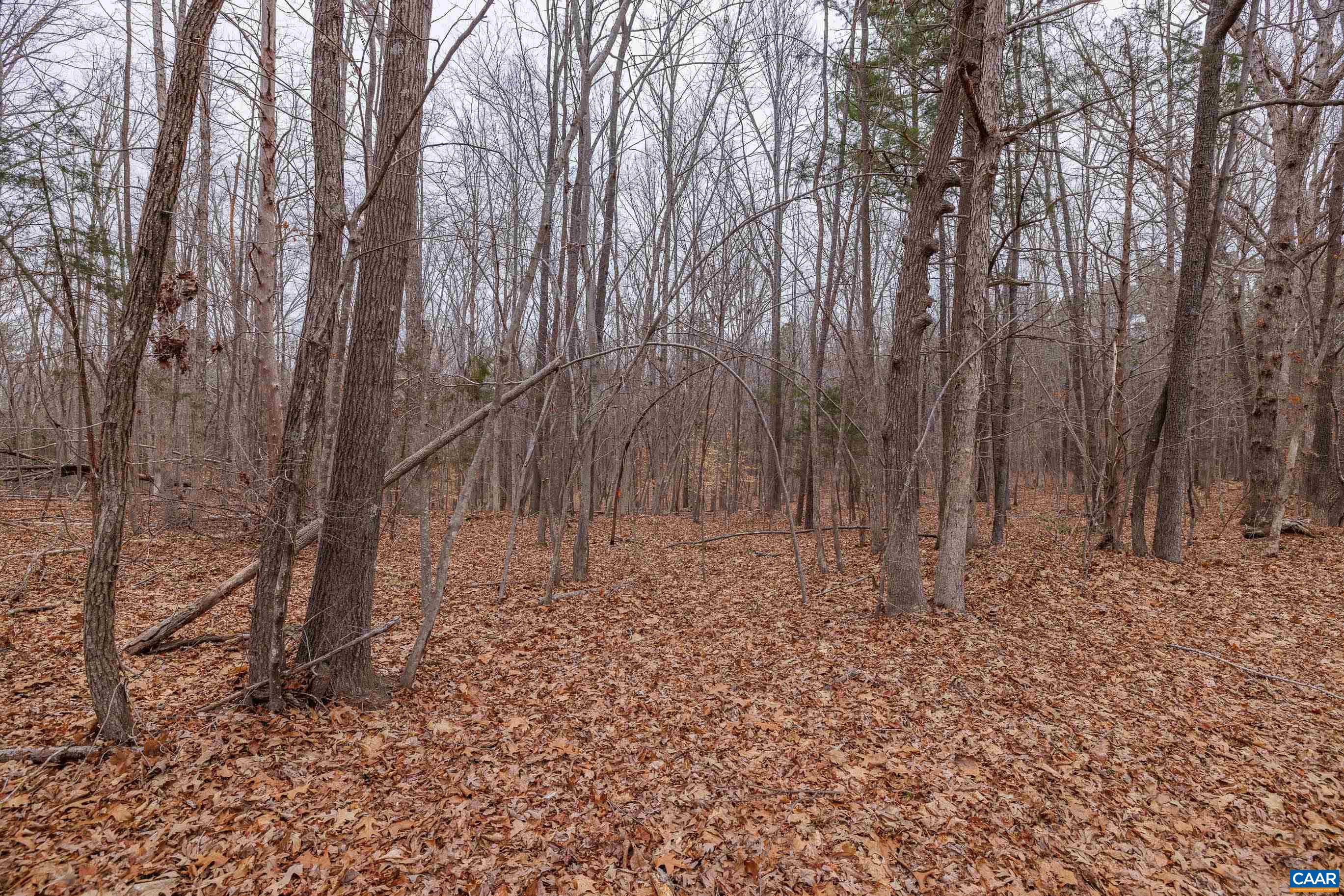 Lot 3 Piney Green Road Crewe, VA 23930 - Photo 26 of 32 a backyard of a house with lots of tall trees