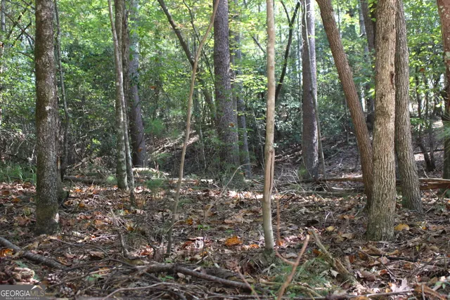 a view of a forest with trees