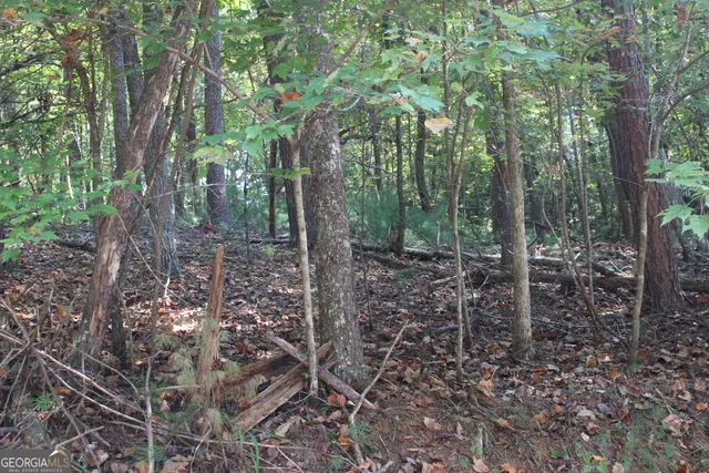 a view of a forest that has large trees