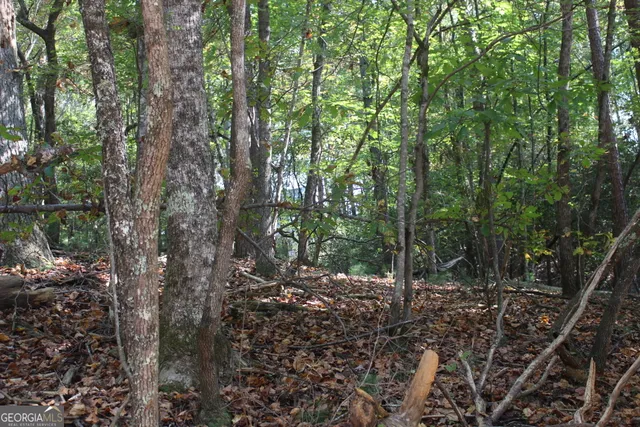 a view of a forest with trees