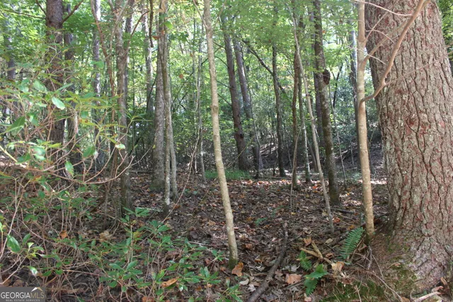 a view of a forest with trees