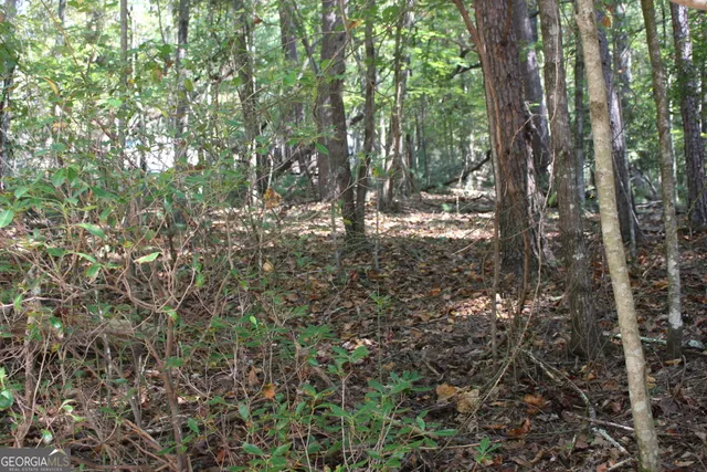a view of a forest with trees in the background