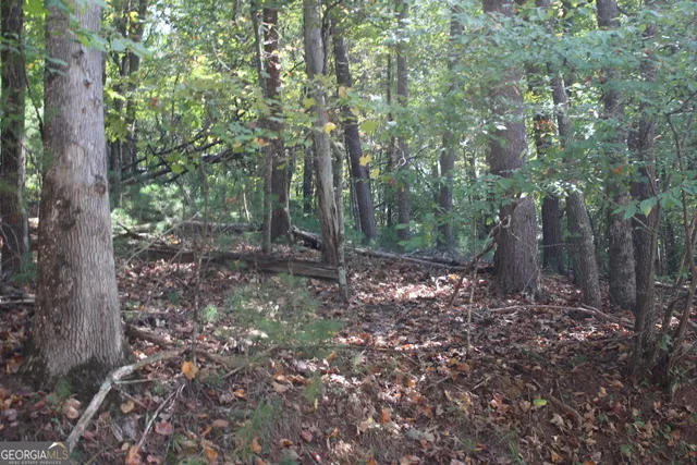 a view of a forest filled with lots of trees