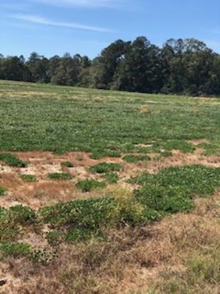 0 County Road Ashford, AL 36312 - Photo 5 of 13