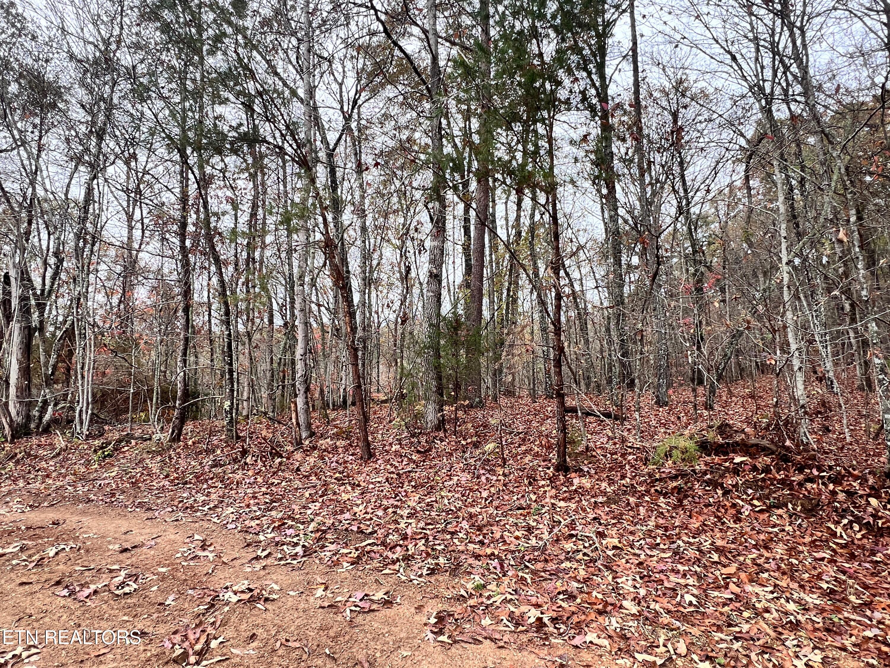 Lot 3 Raby Hollow Road Kingston, TN 37763 - Photo 5 of 8 IMG_1584 2