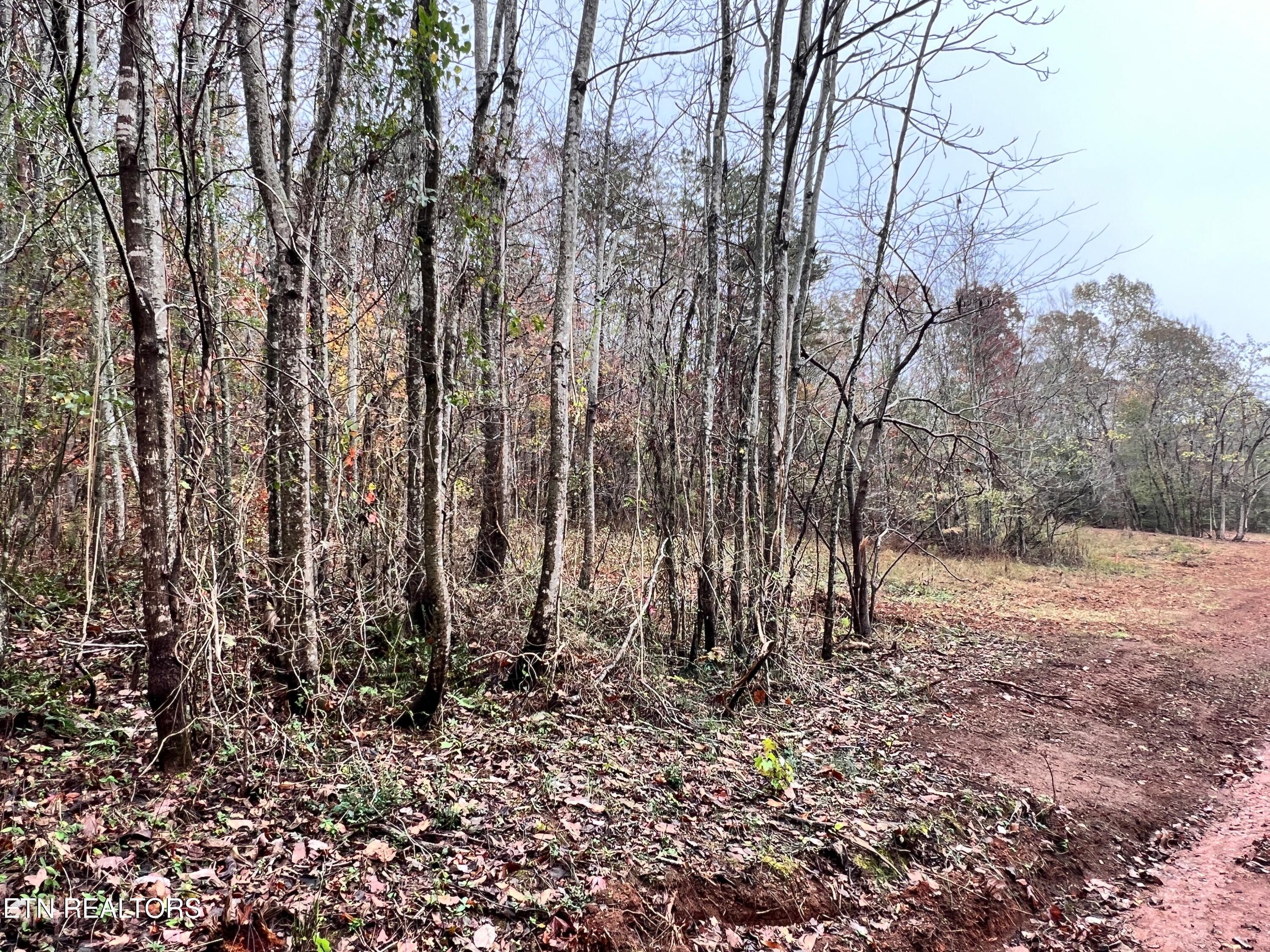 Lot 3 Raby Hollow Road Kingston, TN 37763 - Photo 6 of 8 IMG_1570 2