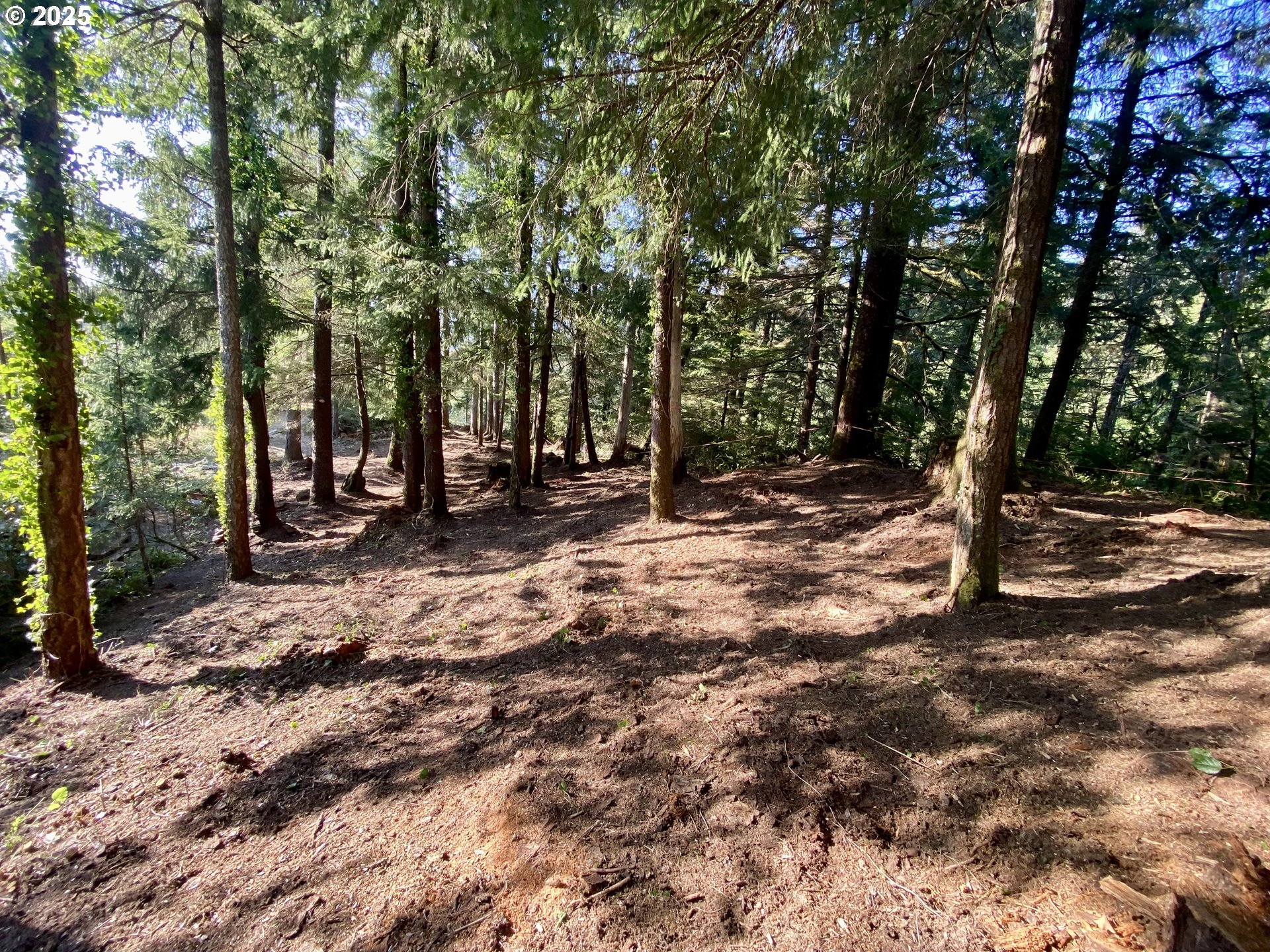 0 18th Manzanita, OR 97130 - Photo 18 of 19 a view of a tree in the middle of a yard