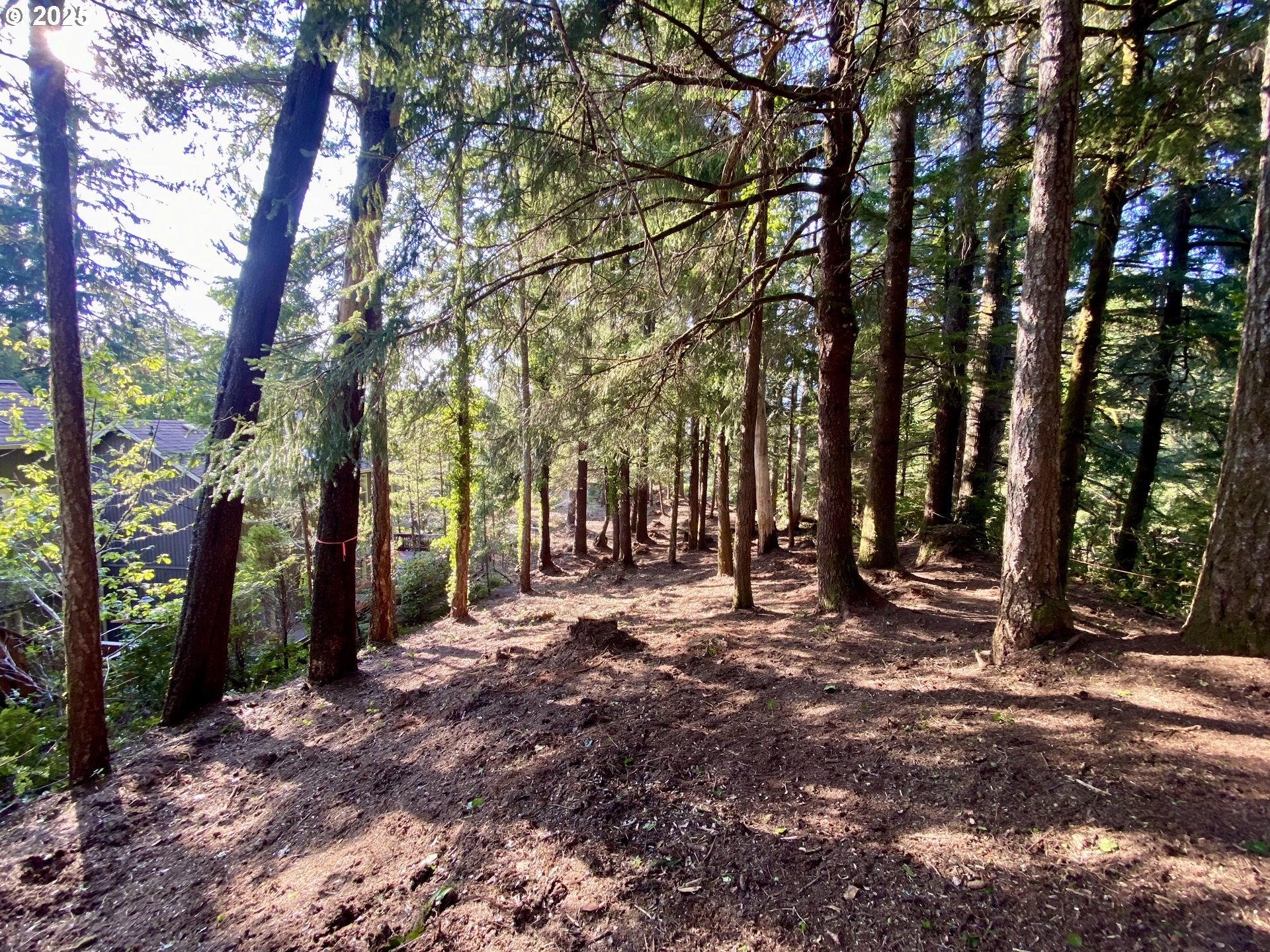 0 18th Manzanita, OR 97130 - Photo 8 of 19 a view of a forest with trees