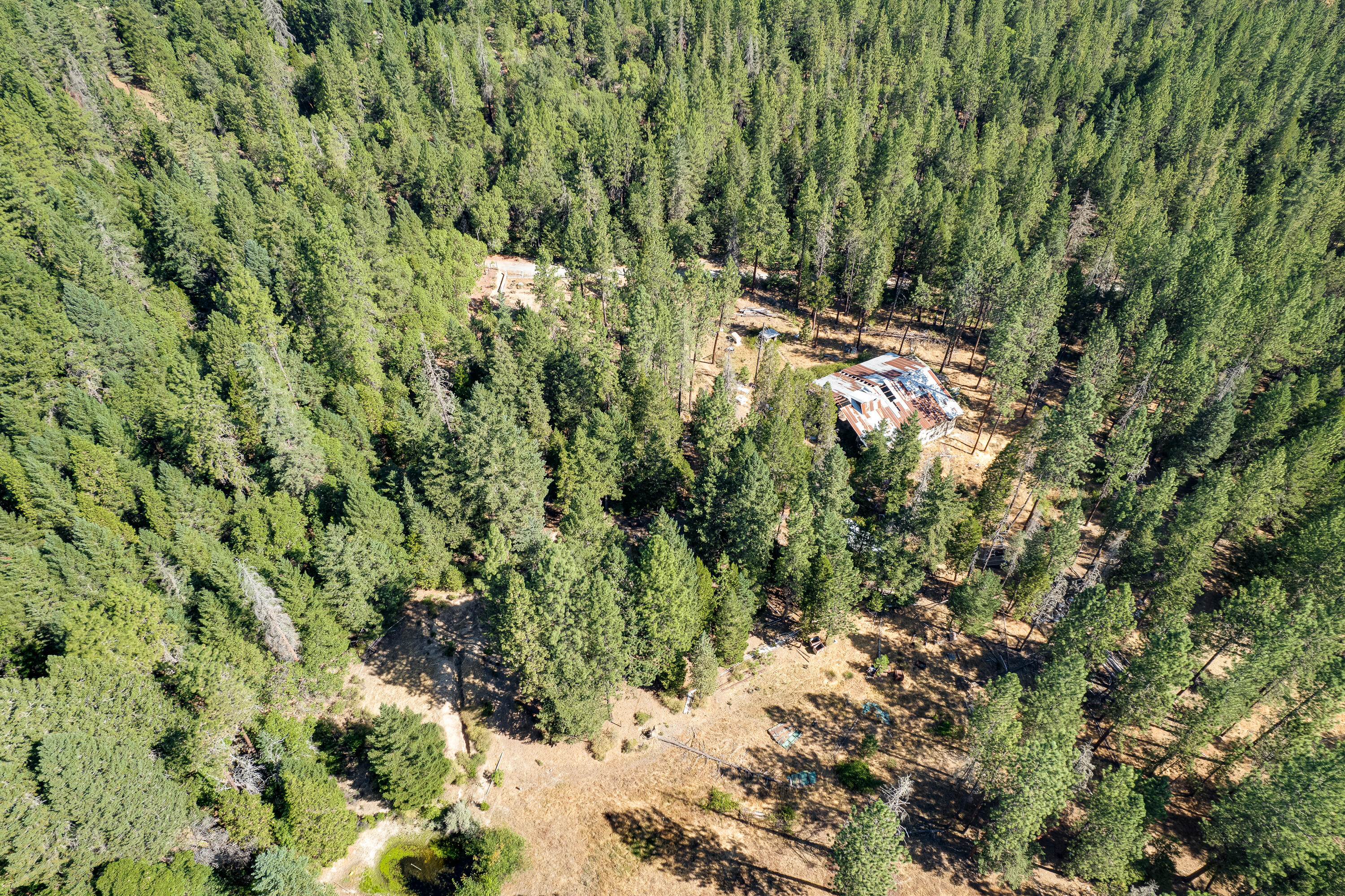 9184 West Evans Creek Road Rogue River, OR 97537 - Photo 6 of 29 a view of a forest with a tree