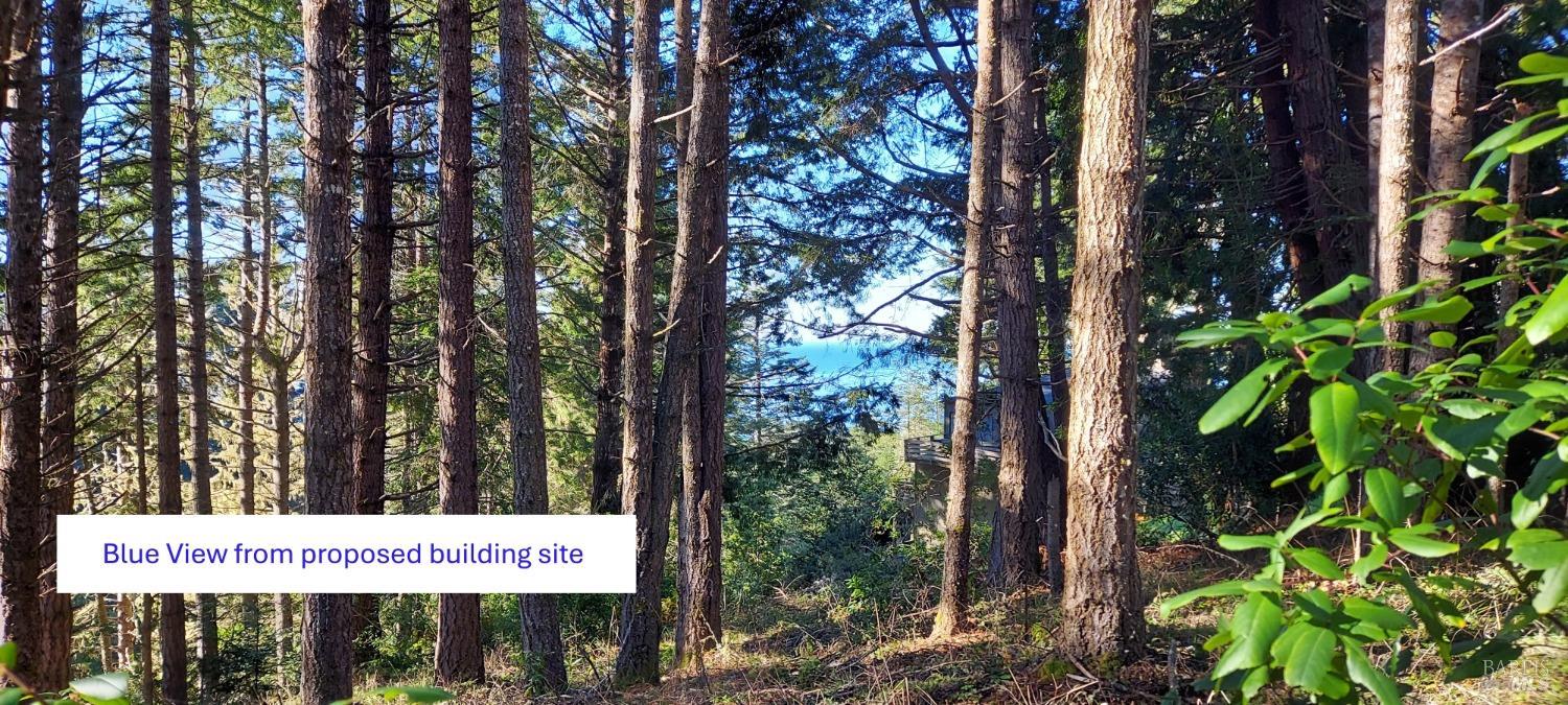 37013 Schooner Drive The Sea Ranch, CA 95497 - Photo 3 of 7 a view of a large trees with plants
