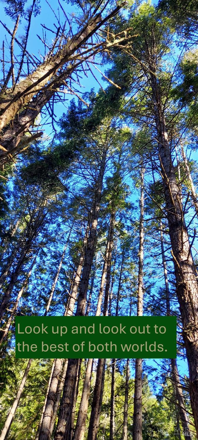 37013 Schooner Drive The Sea Ranch, CA 95497 - Photo 4 of 7 a view of a yard