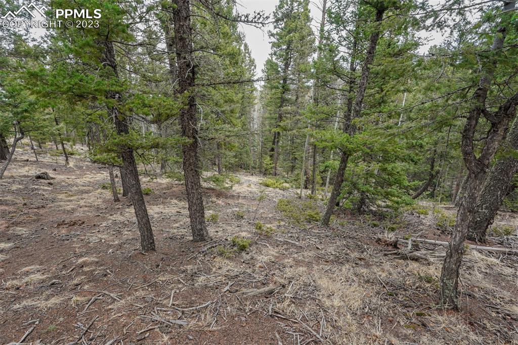 278 Cherry Lake Drive Divide, CO 80814 - Photo 11 of 13 a view of a forest with trees in the background