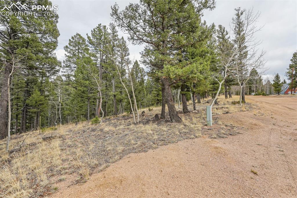 278 Cherry Lake Drive Divide, CO 80814 - Photo 6 of 13 a view of dirt yard with a tree