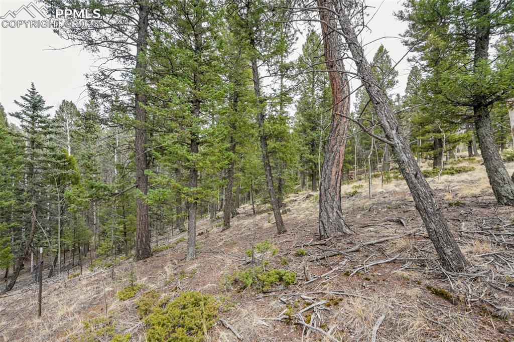 278 Cherry Lake Drive Divide, CO 80814 - Photo 7 of 13 a view of forest