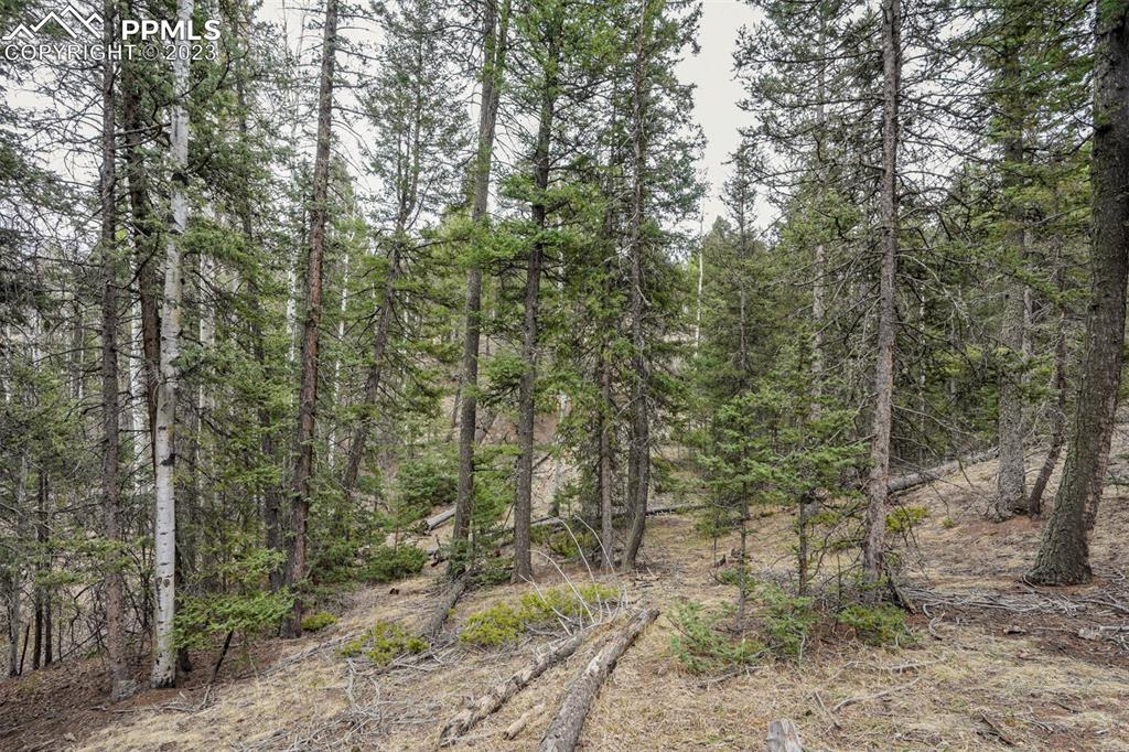 278 Cherry Lake Drive Divide, CO 80814 - Photo 8 of 13 a view of a forest with trees in the background